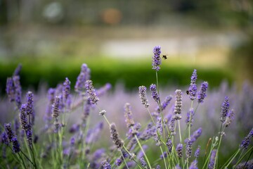 bumble bee pollinating a lavender flower in a fild of lavender crop