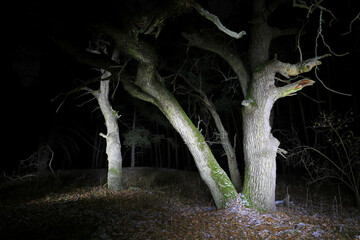 night scene with old oak trees - 762434947