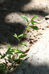 plant in the soil