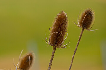  verblühte wilde Karde im Frühling