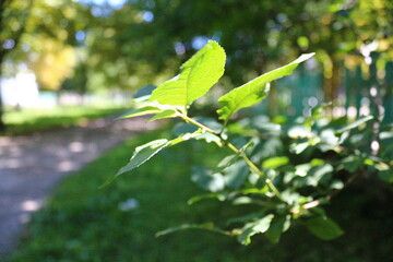 butterfly on a flower