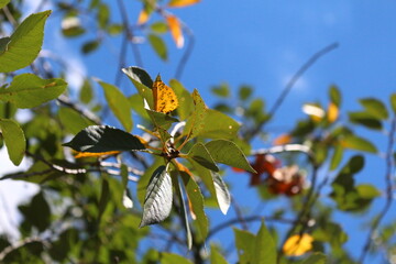 butterfly on a branch