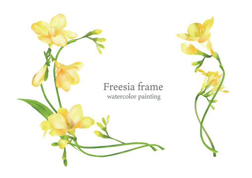 yellow freesia frame, water color painting