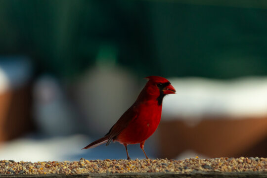 This beautiful cardinal came out to the wooden railing for some birdseed. The brightly red colored bird looks so pretty with his mohawk and black mask. This is a male and is looking for some food.