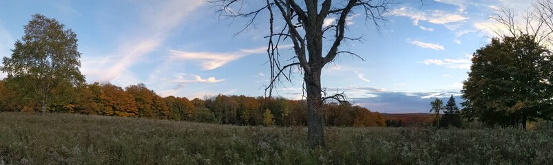 Obraz premium An open field near a colorful Forest during autumn