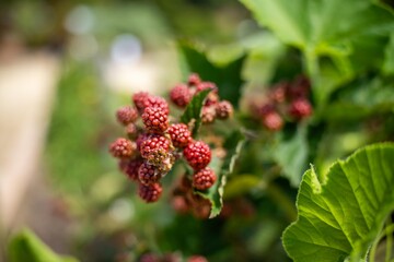 picking raspberry on a berry farm in tasmania australia.