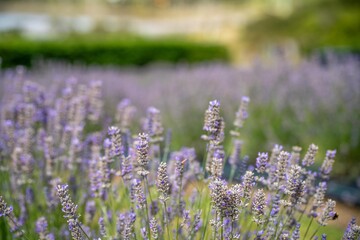 Obraz premium purple lavender flower rows on a flower farm in tasmania australia