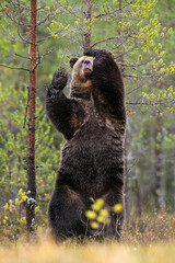 Big male brown bear rubbing back against a tree with full enjoyment