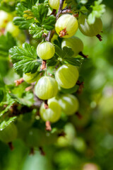 View to fresh green gooseberries on a branch of gooseberry bush in the garden.