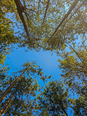 trees under the sky blue
