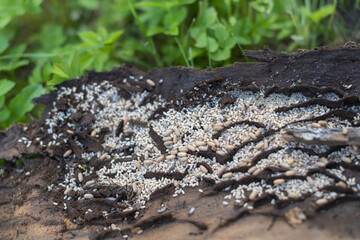 Ant nest under bark of tree with eggs and flys - summer season