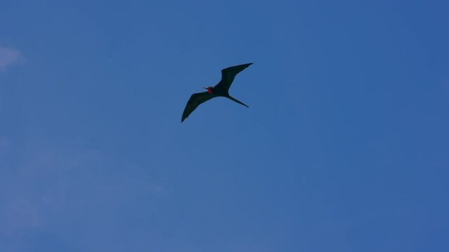 Birding in the Caribbean: flying Frigate bird  in Super Slow Motion 4K 120fps