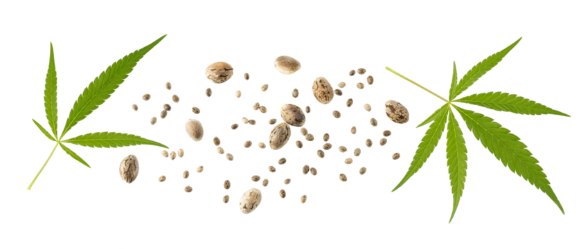 Cannabis seeds  and leaves of hemp plant flying isolated on white background.