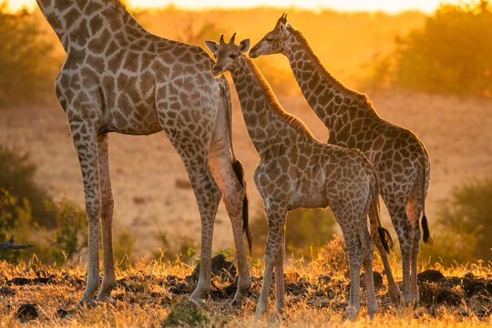 South African giraffe or Cape giraffe (Giraffa giraffa) or (Giraffa camelopardalis giraffa). Mashatu Game Reserve. Northern Tuli Game Reserve.  Botswana.