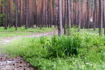 Amazing green forest with trees and bushes growing in countryside.