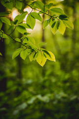 Amazing green forest with trees and bushes growing in countryside.