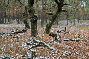 old oak trees in autumn forest - 762450131