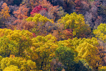 Fototapeta premium Looking down at the beautiful autumn foliage at Mount Magazine.