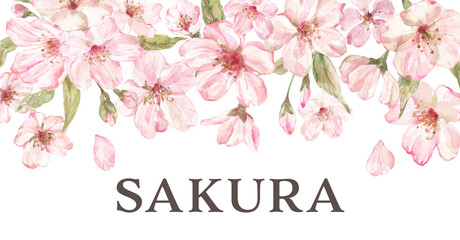 Cherry blossoms floral border. Watercolor hand-painted pink sakura flowers, leaves, and buds. Spring botanical drop. PNG clipart. - 762452739