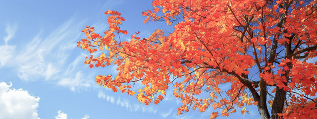 A tree with orange leaves is in front of a blue sky