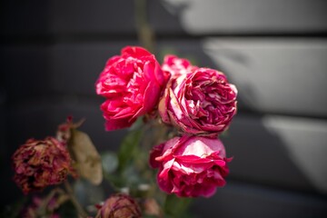 roses in a garden of a homestead in australia