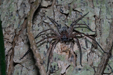 Australian giant spider in a tree at night