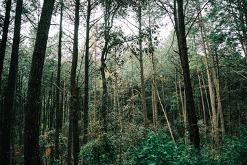 Obraz premium Paisaje del Cerro bosque en senderismo en Queretaro México