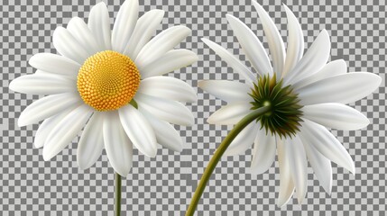 Stunning chamomile flowers on a transparent background. A realistic illustration of daisies. - obrazy, fototapety, plakaty