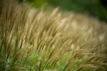 long native grasses on a regenerative agricultural farm. pasture in a grassland in the bush in australia in spring in australia