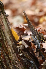 fallen autumn leaves