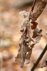 butterfly on a branch