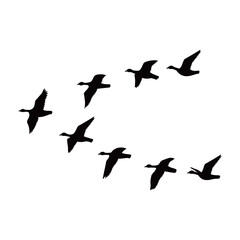 Canada goose silhouette design. wild duck flying in group.