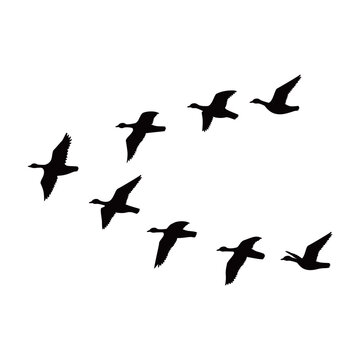 Canada goose silhouette design. wild duck flying in group.