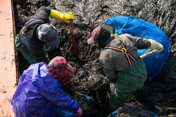 Workers shoveling up the seaweed laver on the boat © 안구정화