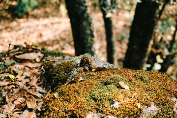 Paisaje de musgo y suculentas en el Cerro bosque en senderismo en Queretaro México