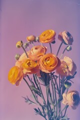 ranunculas flower bouquet on a pastel purple background film camera, visual noise, high contrast and vivid colors