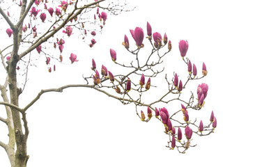pink magnolia flower branch isolated on white background