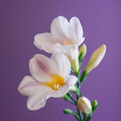 Fototapeta na wymiar White orchid flower on purple background. Flowering flowers, a symbol of spring, new life.