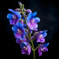 Purple orchid on black background. Flowering flowers, a symbol of spring, new life.