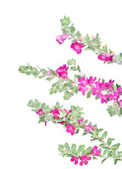 レウコフィルム　9月撮影　