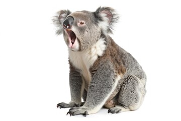 koala bear is sitting and laughing