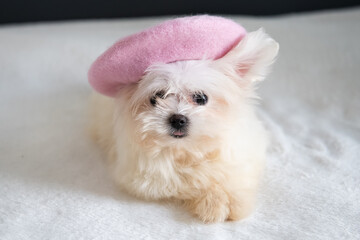 White cute beaver terrier puppy in a pink beret. Yorkshire terrier puppy.