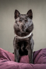 Dog in a white pearl necklace