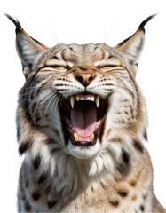 Gordijnen a laughing lynx, social media meme, happy cat © Rod