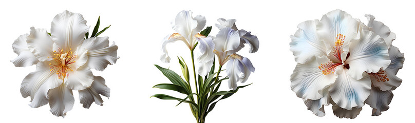 White iris flower set PNG. Set of white iris flowers isolated. White iris flower PNG. White iris...