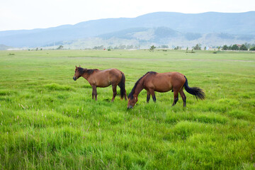 Fototapeta premium Horses graze in a meadow with a beautiful view of the mountains. 