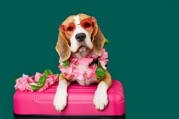 A beagle dog wearing sunglasses and a Hawaiian floral necklace on a suitcase, green isolated background. Close-up. The concept of summer holidays, travel. Copy space.