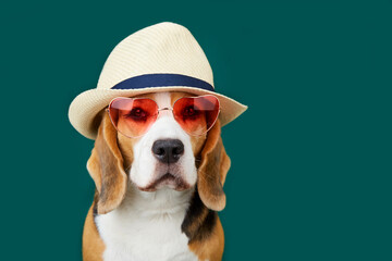 A beagle dog wearing sunglasses and straw hat on a green isolated background. Advertising...