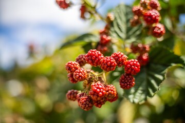 Foraging blackberries in the wild in tasmania australia. Harvesting berries, picking blackberries in summer in australia, wild berries