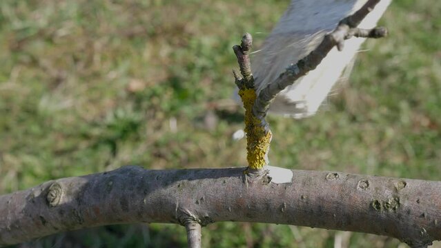 Lichens on the branches of fruit trees are whitened with lime. Gardening. Spring garden care.